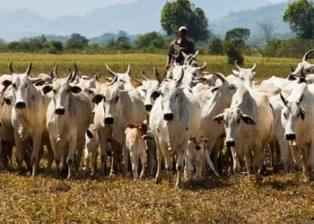 Após três anos de crescimento, número de bovinos abatidos em 2020 caiu 8,5% - Foto: Licia Rubinstein-Agência IBGE Notícias