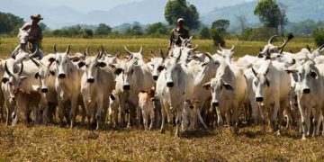 Abate de bovinos cai 8,5% e cresce o de suínos e frangos