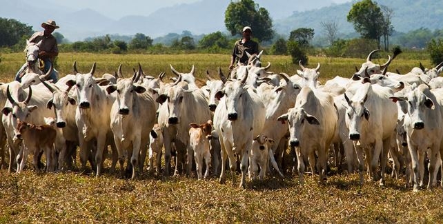 Abate de bovinos cai 8,5% e cresce o de suínos e frangos