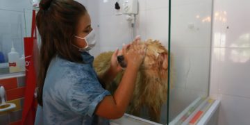 Nova onda pet inclui cervejas especiais e até centro de estética