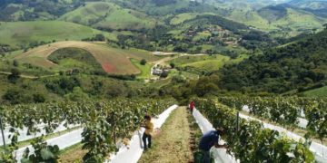 Vinícola na Mantiqueira atrai amantes de vinho e da natureza