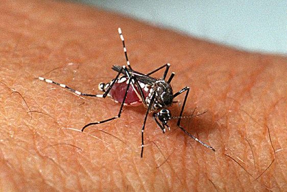 A fêmea do Aedes aegypti precisa de sangue para a produção de ovos - Foto: Instituto Oswaldo Cruz