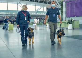 Cães farejadores estão sendo altamente treinados para ajudar no combate ao Covid-19, como em alguns aeroportos internacionais. Uma das medidas mais importantes para isso é a identificação precoce de pacientes contaminados - Fotos: Divulgação