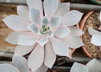 Estandes virtuais mostram as novidades do mercado de flores