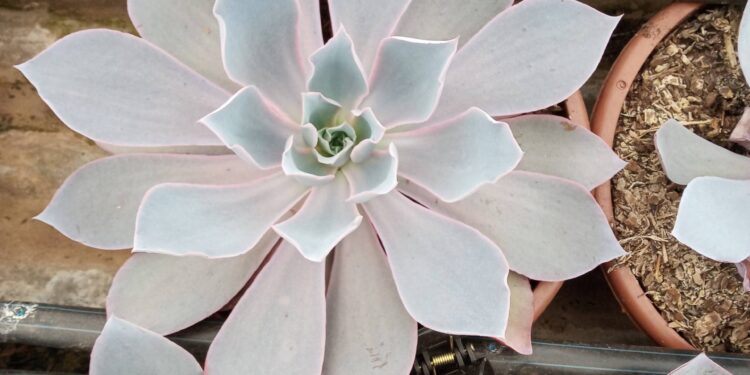 Estandes virtuais mostram as novidades do mercado de flores