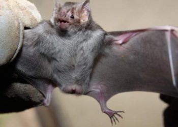 Vinhedo orienta moradores sobre morcegos em casas: não tocar no animal e chamar o setor de zoonoses - Foto: Arquivo