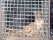 Filhote de onça parda é transferido para abrigo em São Paulo