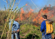Técnicos combate foco de incêndio em mata: expectativa este ano é de menos queimadas em Campinas. Foto: Divulgação
