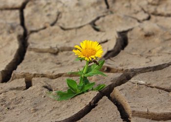 Sobre o milagre a quatro mãos
