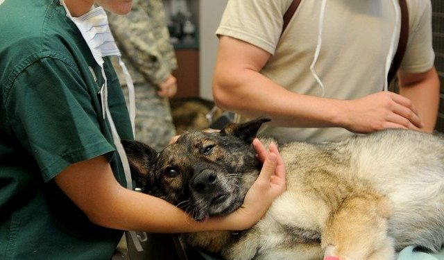 Cirurgias veterinárias podem ser suspensas para reduzir uso de insumos