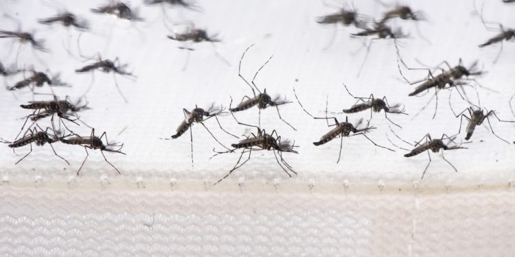 Aedes do Bem: caixas reutilizáveis e refis que reduzem a população do transmissor da dengue. Foto: Divulgação