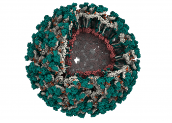 Imagem que representa a estrutura do vírus Mayaro revela a partícula viral – em parte aberta para possibilitar a visualização de proteínas. Imagem: CNPEM/MCTI
