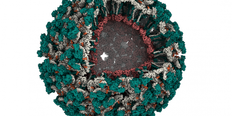 Imagem que representa a estrutura do vírus Mayaro revela a partícula viral – em parte aberta para possibilitar a visualização de proteínas. Imagem: CNPEM/MCTI