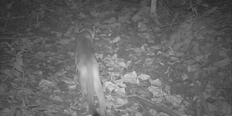 Câmeras flagram segundo filhote de onça-parda na Santa Genebra