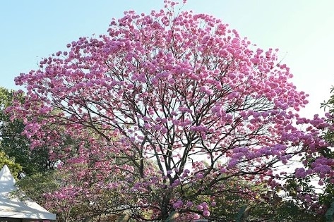 Temperaturas devem voltar a cair na próxima terça-feira