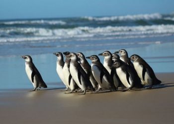Pinguim-de-magalhães: Foto: Nilson Coelho/ Agência Petrobras