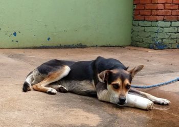 Doação para entidades ajudará a manter animais abandonados - Foto: Divulgação/PMC