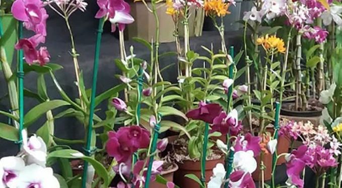 Feira de orquídeas e suculentas no Bosque terá entrada gratuita - Foto: Divulgação