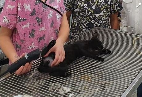 Vinhedo retoma castração de animais de famílias em vulnerabilidade