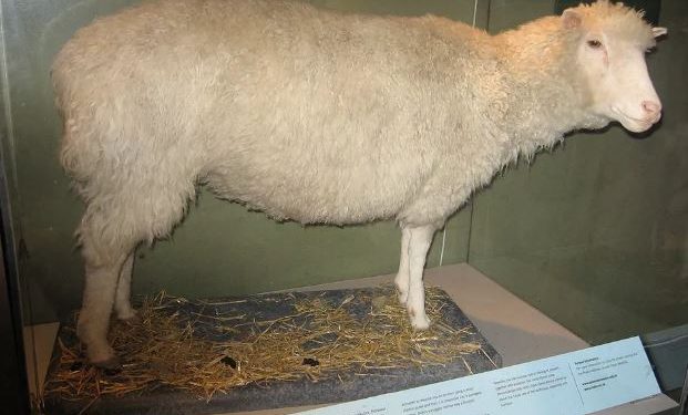 A ovelha Dolly está embalsamada e em exposição num museu em Edimburgo - Foto: Domínio Público
