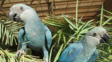 Fauna renovada: filhotes de ararinhas-azuis nascem no Brasil