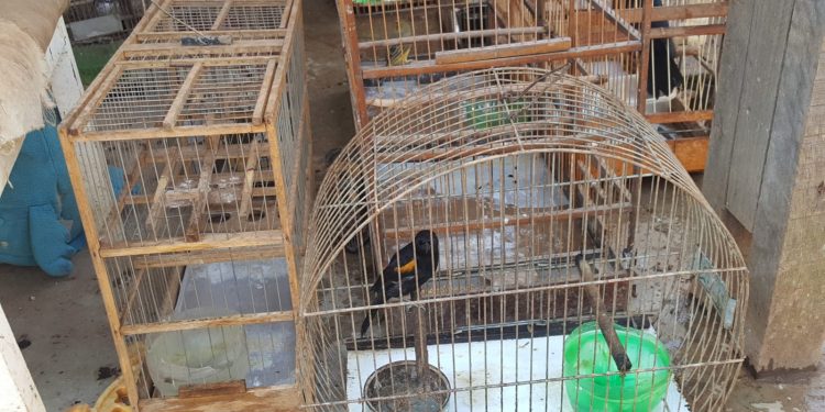 Os animais estavam em cativeiro sem autorização do órgão ambiental - Fotos e vídeo: Divulgação/Polícia Ambiental