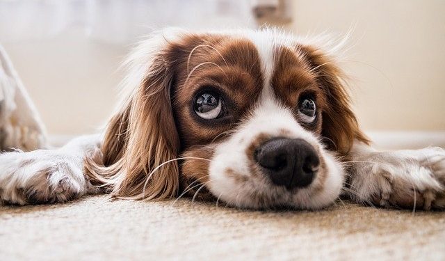 Conselho de Veterinária chama atenção para a Semana de Combate à leishmaniose: cães e ambientes são principais fatores de prevenção - Foto: Pixabay