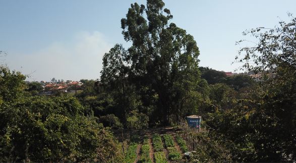 Horta do Parque Itajaí 4: trabalho comunitário para garantir segurança alimentar - Foto: Divulgação/PMC