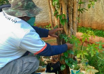 Espaço da horta na Casa Antônio Fernandes dos Santos: acolhidos,  moradores de rua são convidados a trabalhar seus projetos de vida - Fotos: Divulgação