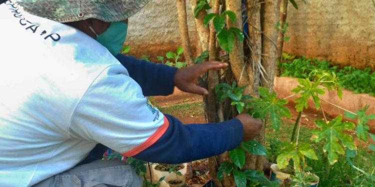 Espaço da horta na Casa Antônio Fernandes dos Santos: acolhidos,  moradores de rua são convidados a trabalhar seus projetos de vida - Fotos: Divulgação