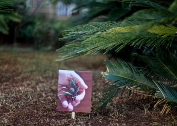 Imagens são retratadas nas plaquinhas de madeira 'plantadas' em meio as flores e folhagens: intervenção artística no Centro de Campinas - Foto: Divulgação/Ricardo Lima