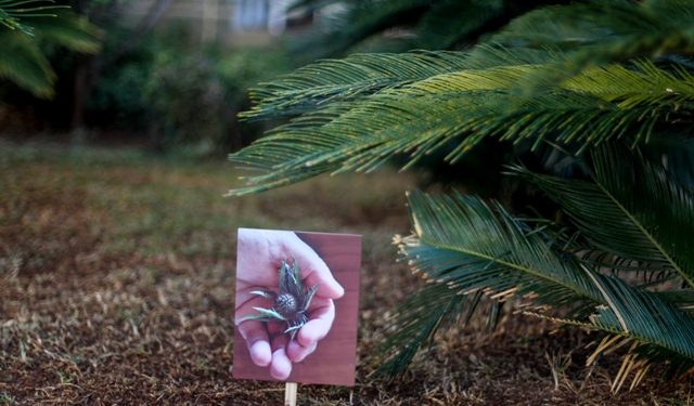 Imagens são retratadas nas plaquinhas de madeira 'plantadas' em meio as flores e folhagens: intervenção artística no Centro de Campinas - Foto: Divulgação/Ricardo Lima