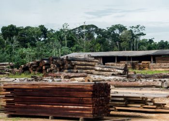 Segundo diretor do procon, mais de 40% da madeira ilegal do País passa pelas estradas de São Paulo. Foto: Marcelo Camargo/Agência Brasil)