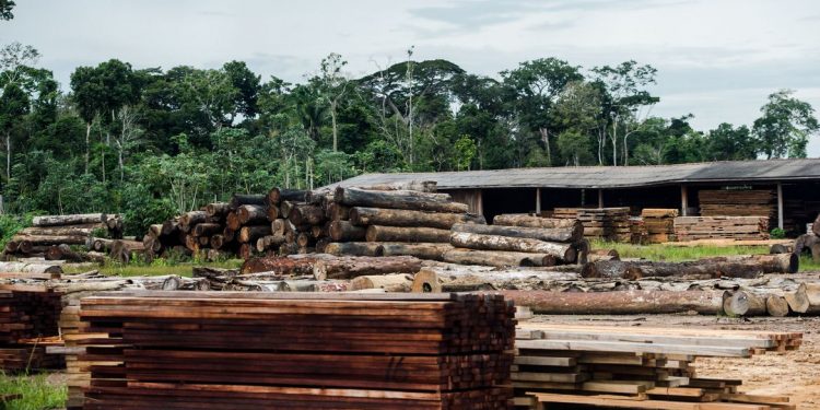 SP cria força-tarefa para combater venda ilegal de madeira nativa