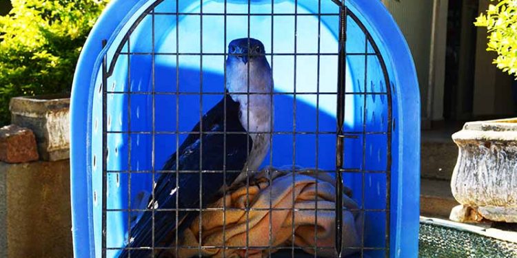 Aves feridas foram resgatadas pela Policia Ambiental. Foto: Divulgação