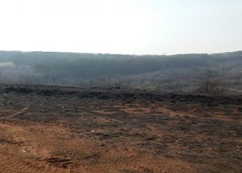 Área da propriedade rural atingida pelo incêndio: multa . Foto: Polícia Ambiental/ Divulgação