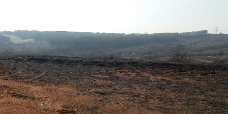 Área da propriedade rural atingida pelo incêndio: multa . Foto: Polícia Ambiental/ Divulgação