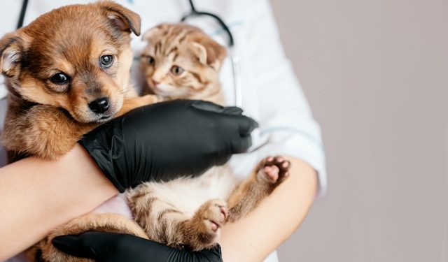 Vacinação contra a raiva é fundamental para proteger pets da doença - Foto: Divulgação