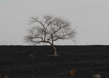 A cena lembra um retrato de paisagem morta, mas é o que restou de uma vegetação de fazenda atingida por incêndio em agosto, em Jaguariúna Foto Leandro Ferreira/Hora Campinas