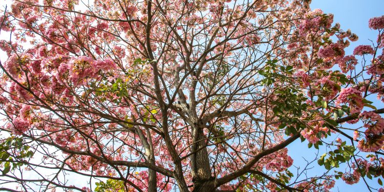 Ipês floridos roubam a cena em Vinhedo, num contraste elegante com o azul do céu: valorização da biodiversidade Foto: Eliel Rezende/PMV/Divulgação
