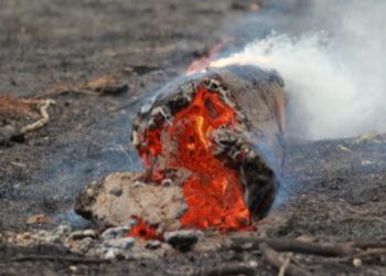 Tronco queima após incêndio que devastou mata nativa e vegetação de fazendas em Jaguariúna, agosto passado: planeta pede socorro Foto: Leandro Ferreira/Hora Campinas