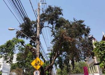 Árvore cuja poda foi feita para a passagem da linha de transmissão de energia elétrica. Foto: Leandro Ferreira