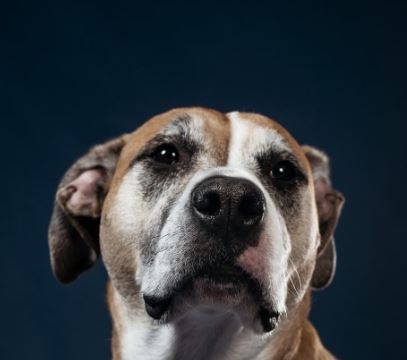 Afeto, isolamento e pandemia impulsionam mercado pet