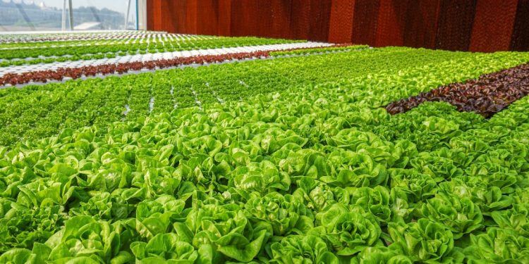 Espaço conta com estufa inovadora, com tecnologia desenvolvida pela BeGreen: hortaliças são cultivadas por meio da hidroponia - Foto: Divulgação