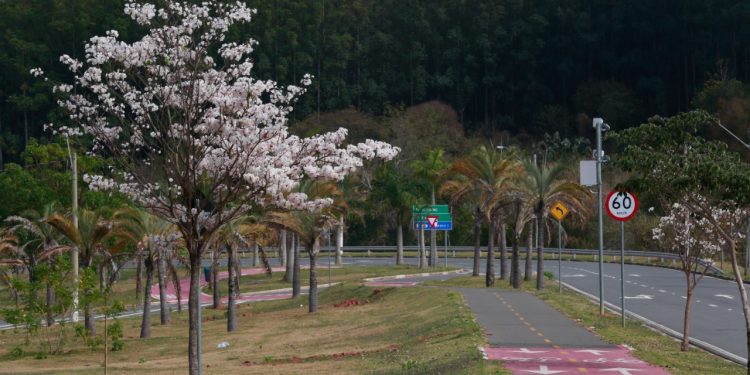 Árvores de ipê-braco em floração na Avenida Mackenzie, em Campinas. Fotos: Leandro Ferreira / Hora Campinas