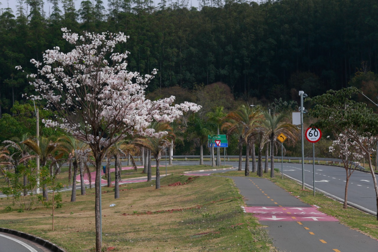 Floração do ipê-branco muda paisagem da cidade em Campinas - Hora Campinas