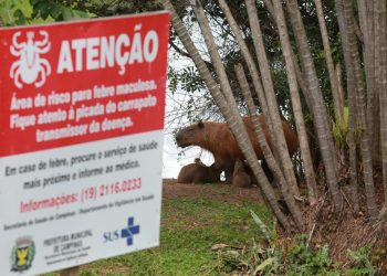 Castração dos animais pode auxiliar na diminuição do risco de transmissão da febre maculosa - Foto: Leandro Ferreira/Hora Campinas
