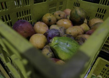 ISA combate desperdício e fome com dignidade