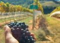 Vinhedos da Villa Santa Maria, que produzem sete variedades de uva: enoturismo em alta Foto: Divulgação