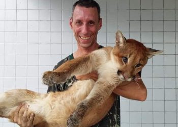 O veterinário Roberto Stevenson atua no resgate de animais selvagens em Campinas e região. Fotos: Reprodução/Facebook